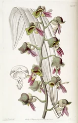 Catasetum discolor
